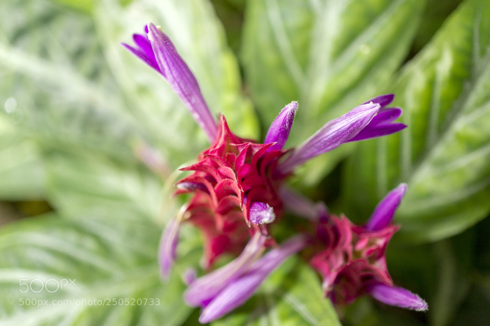 Sony Alpha NEX-7 sample photo. Palmengarten frankfurt-am-main photography