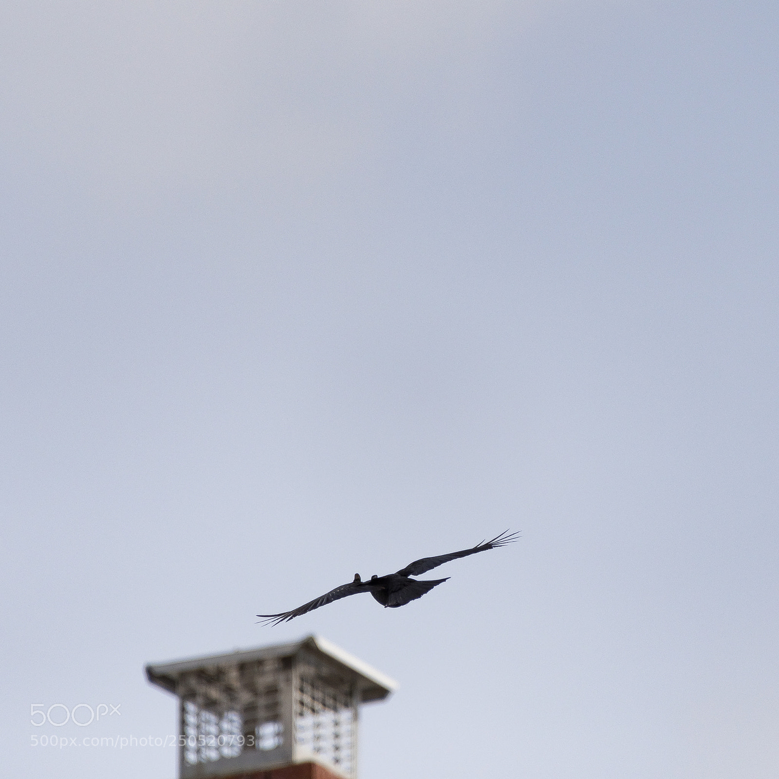 Nikon D500 sample photo. Flying with freedom photography