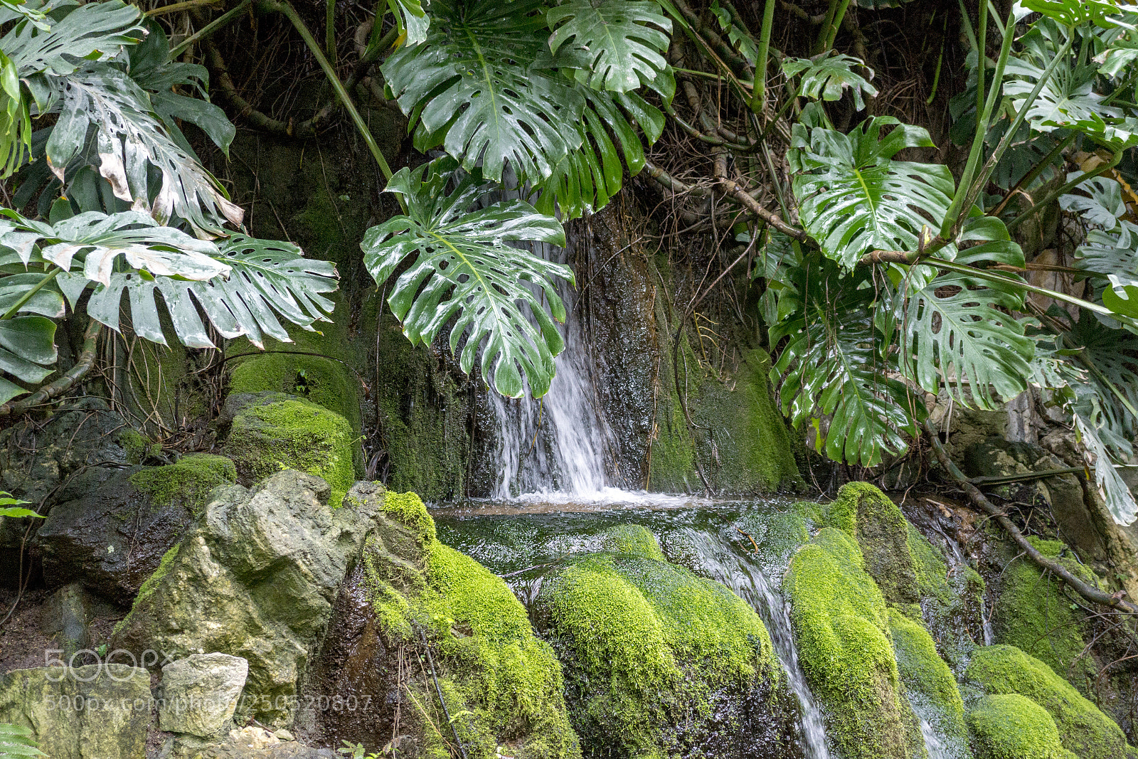 Sony Alpha NEX-7 sample photo. Palmengarten frankfurt-am-main photography