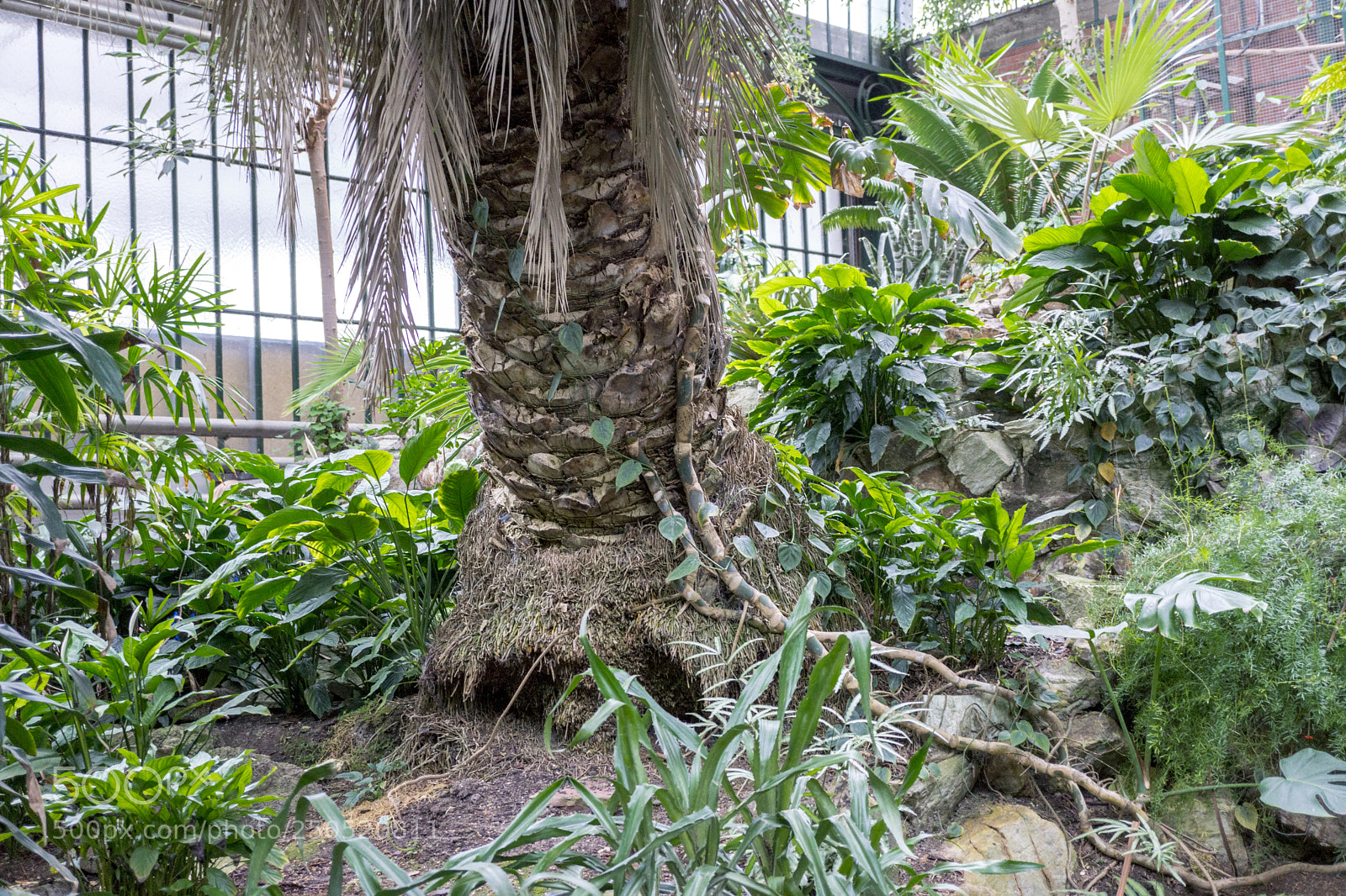 Sony Alpha NEX-7 sample photo. Palmengarten frankfurt-am-main photography