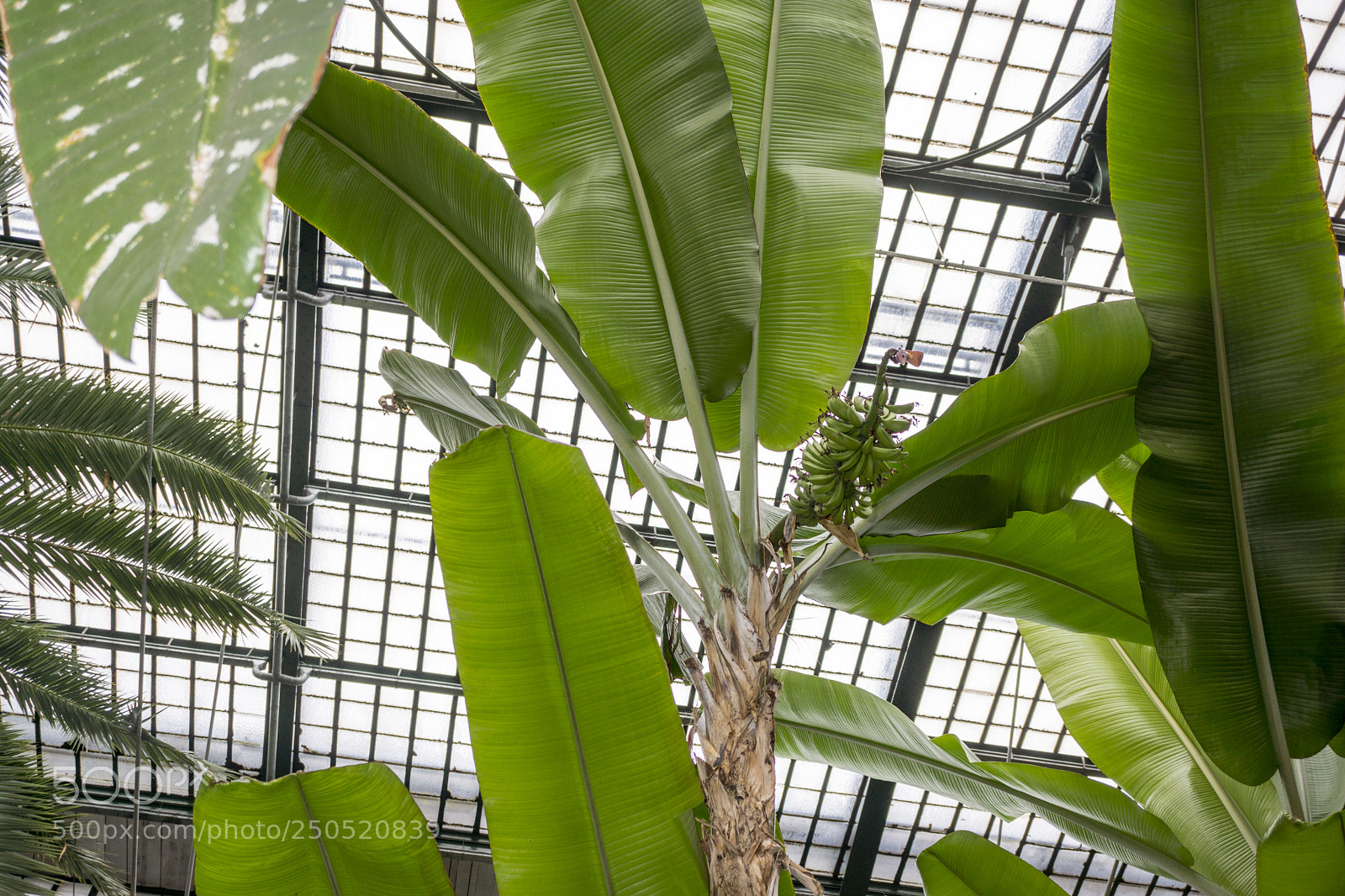 Sony Alpha NEX-7 sample photo. Palmengarten frankfurt-am-main photography