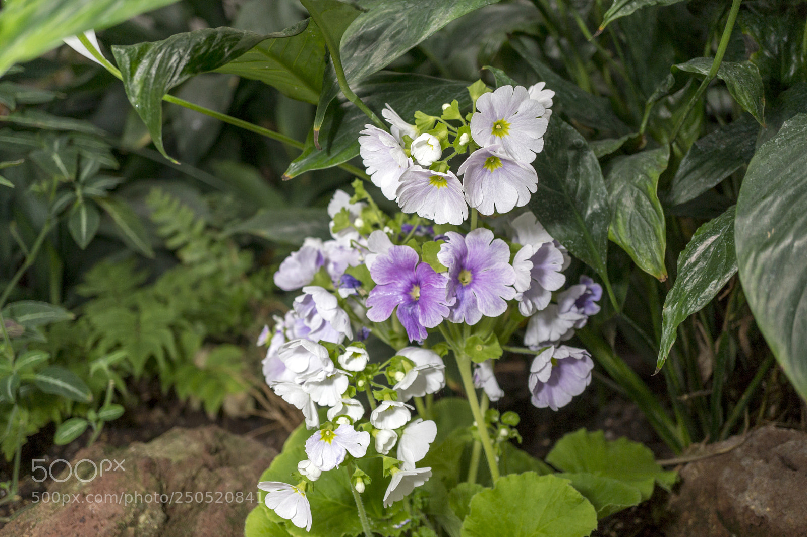 Sony Alpha NEX-7 sample photo. Palmengarten frankfurt-am-main photography
