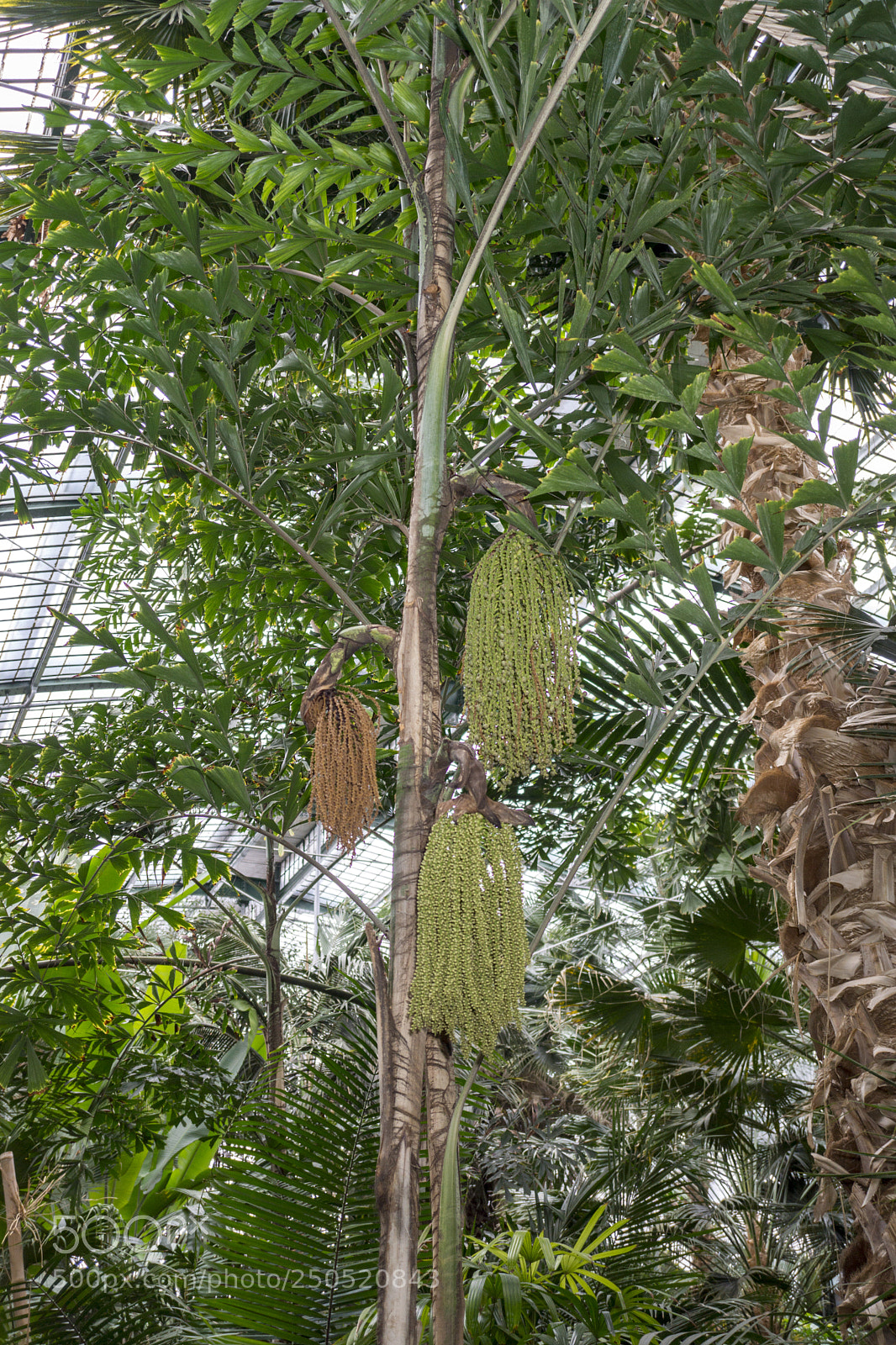 Sony Alpha NEX-7 sample photo. Palmengarten frankfurt-am-main photography