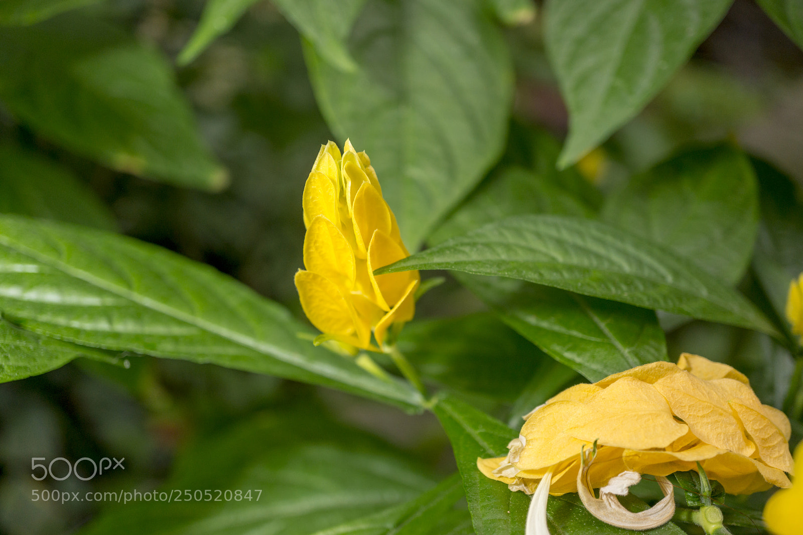 Sony Alpha NEX-7 sample photo. Palmengarten frankfurt-am-main photography