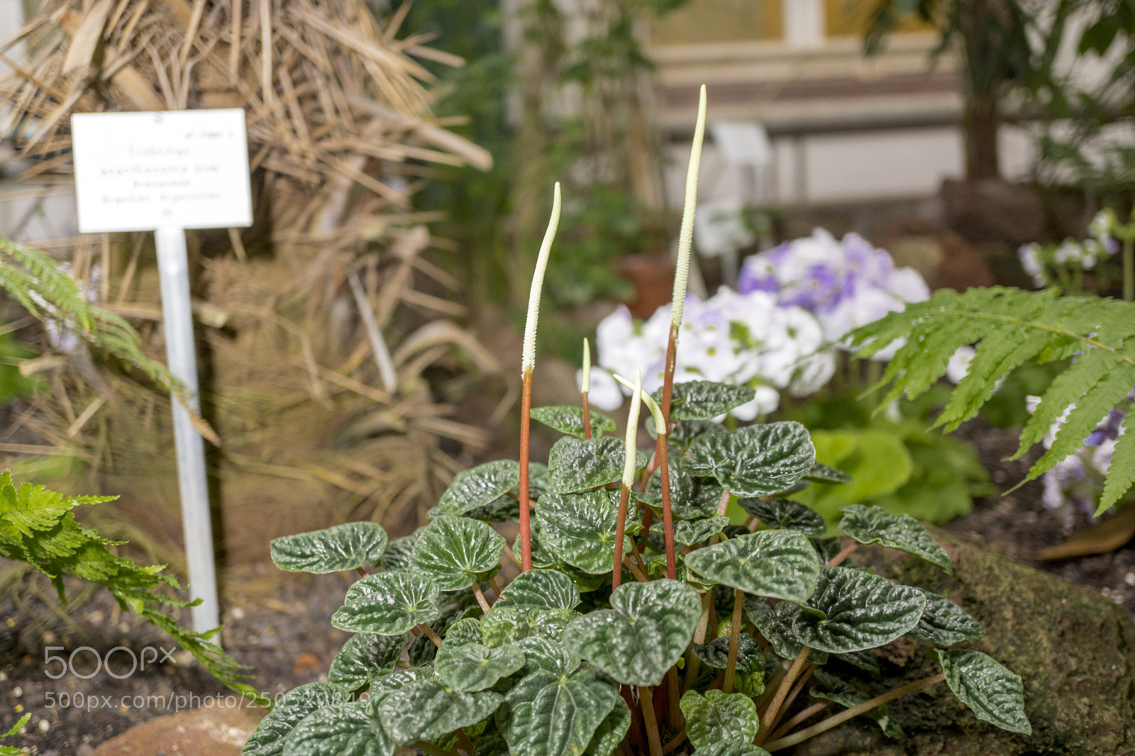 Sony Alpha NEX-7 sample photo. Palmengarten frankfurt-am-main photography