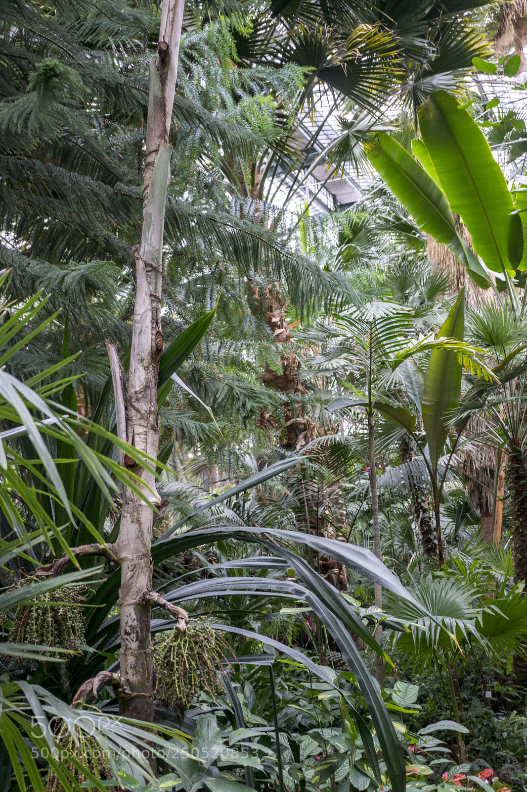 Sony Alpha NEX-7 sample photo. Palmengarten frankfurt-am-main photography