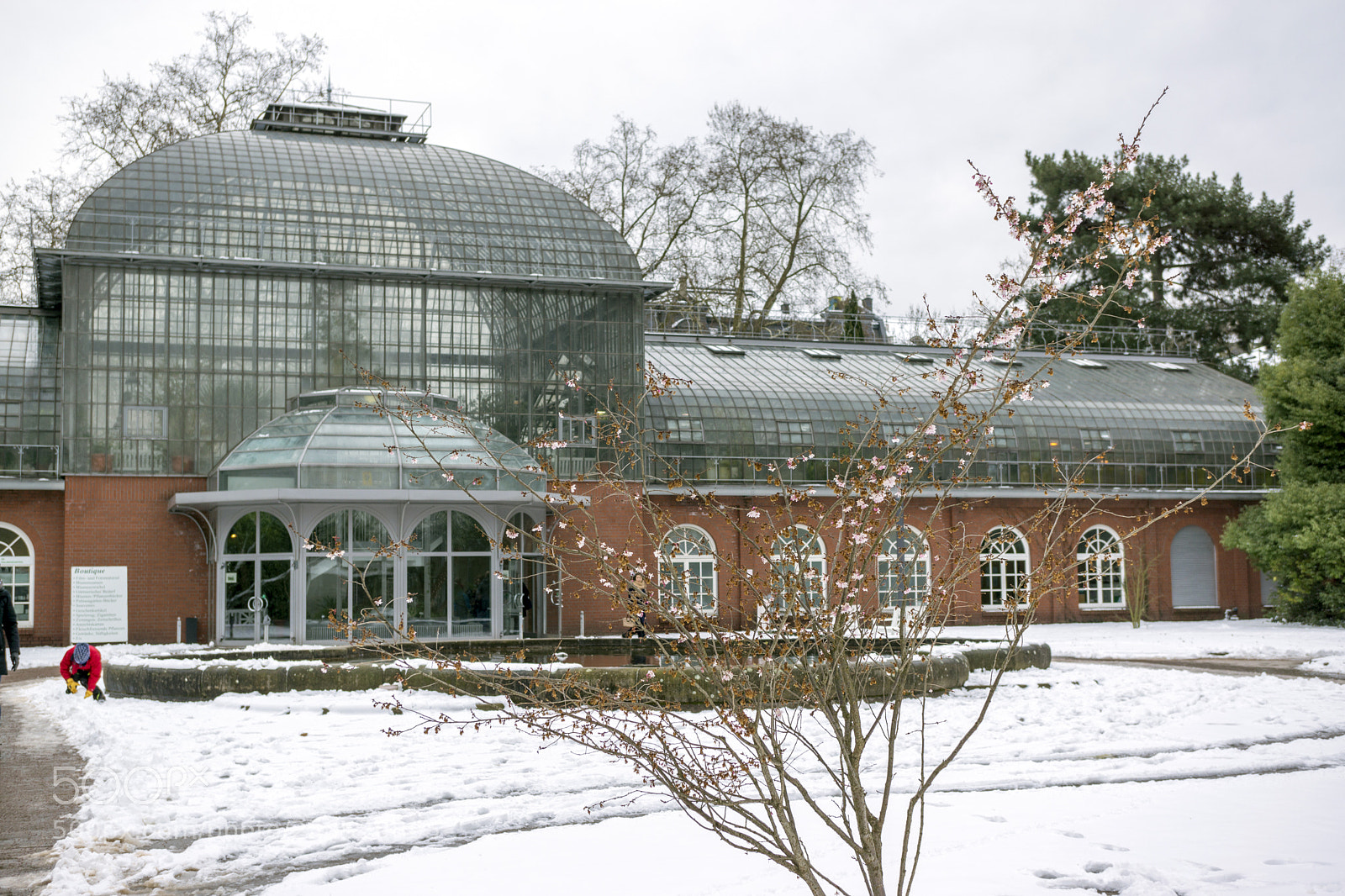 Sony Alpha NEX-7 sample photo. Palmengarten frankfurt-am-main photography
