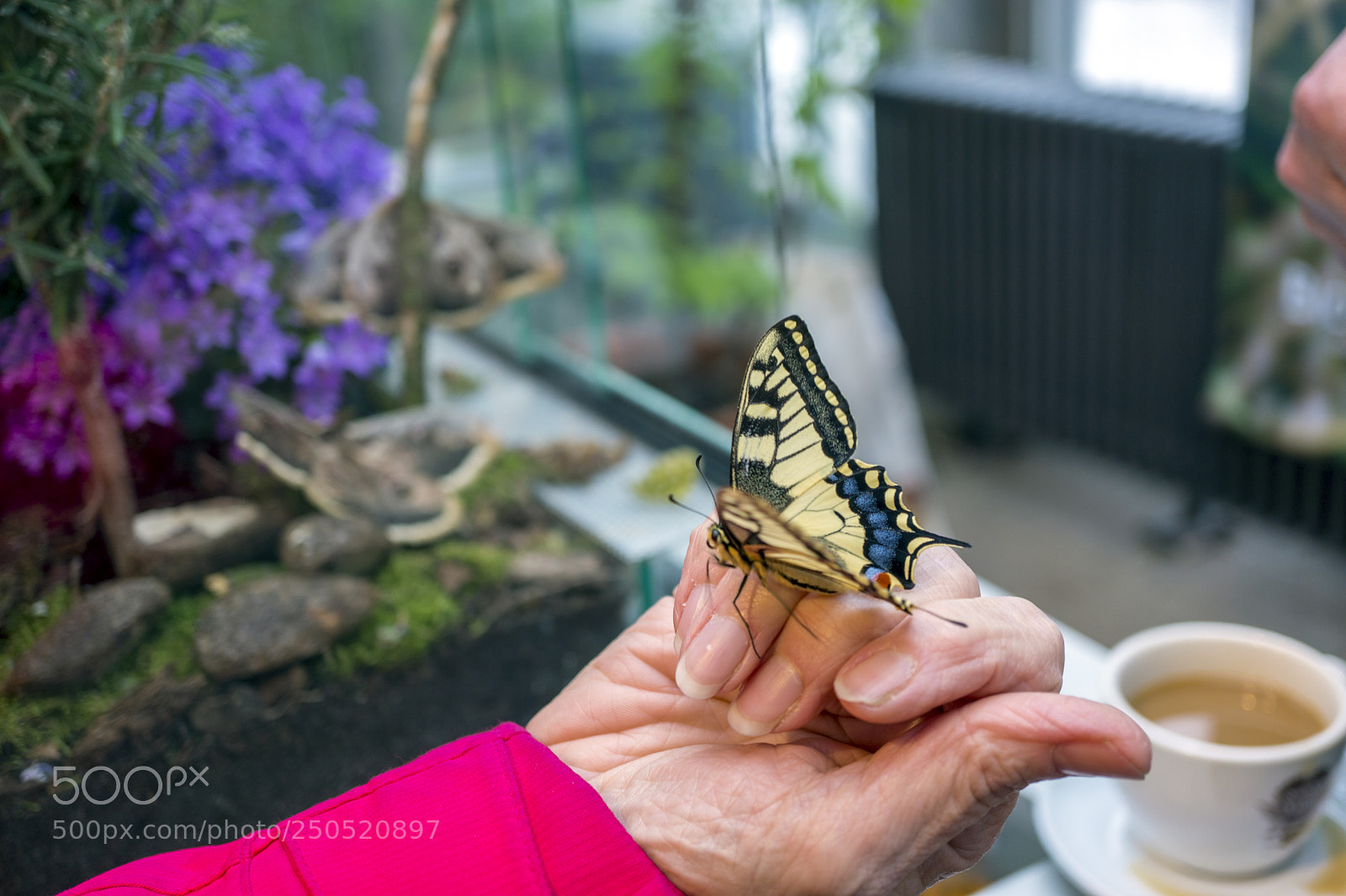 Sony Alpha NEX-7 sample photo. Palmengarten frankfurt-am-main photography