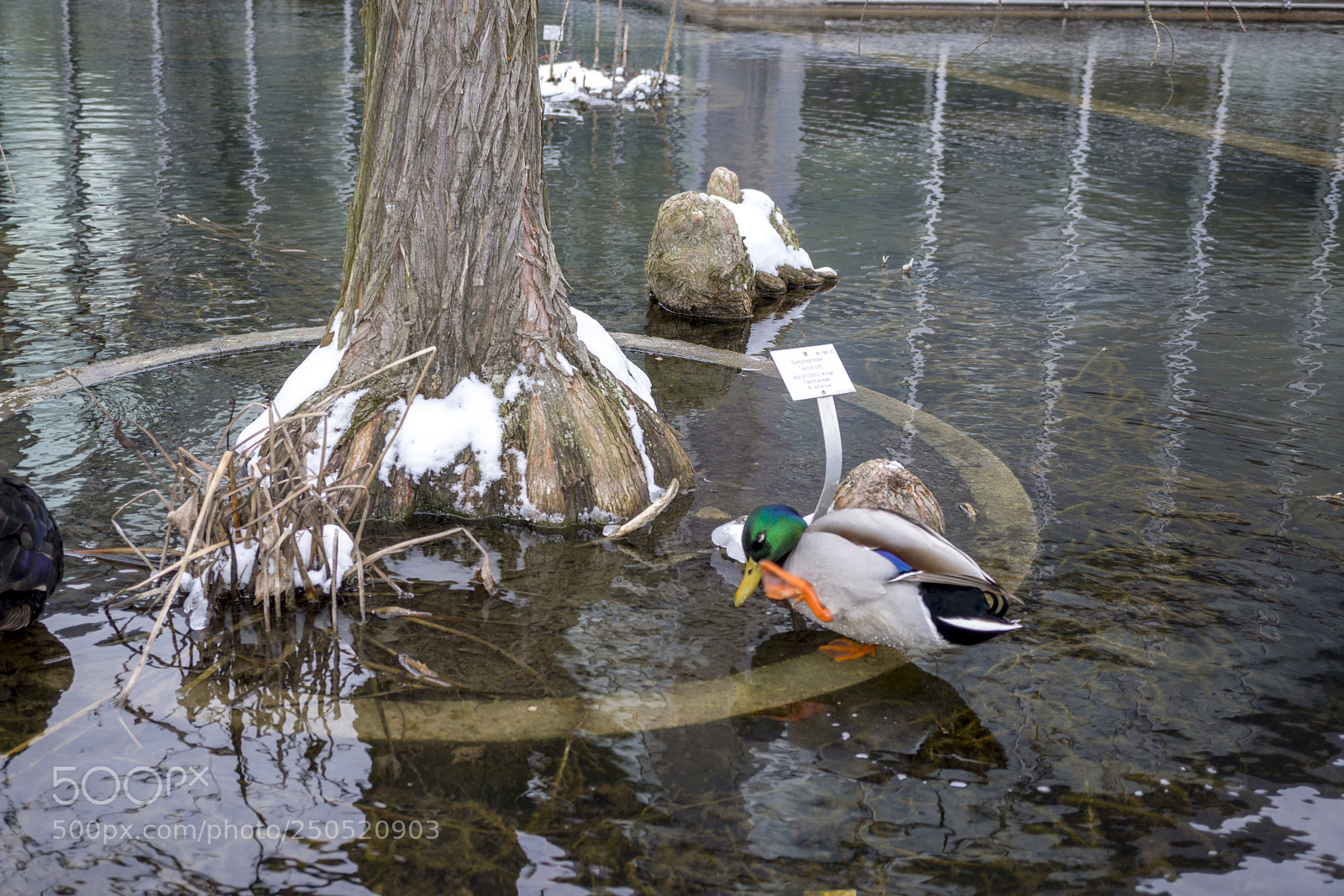 Sony Alpha NEX-7 sample photo. Palmengarten frankfurt-am-main photography