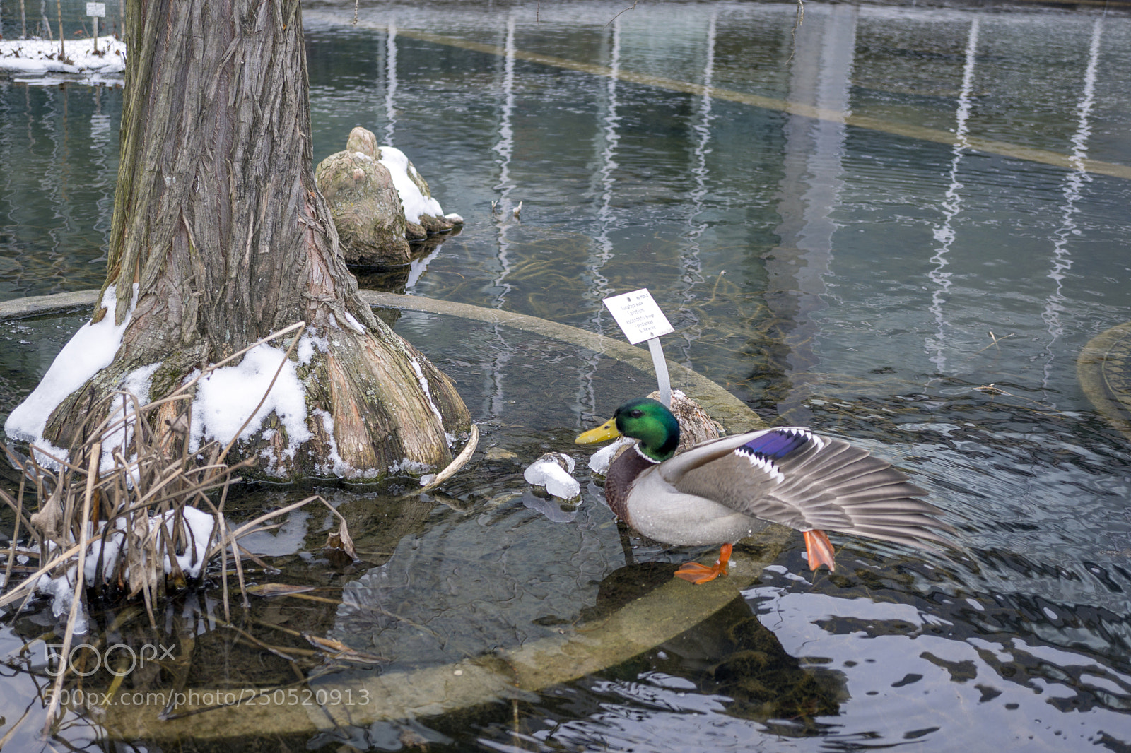 Sony Alpha NEX-7 sample photo. Palmengarten frankfurt-am-main photography