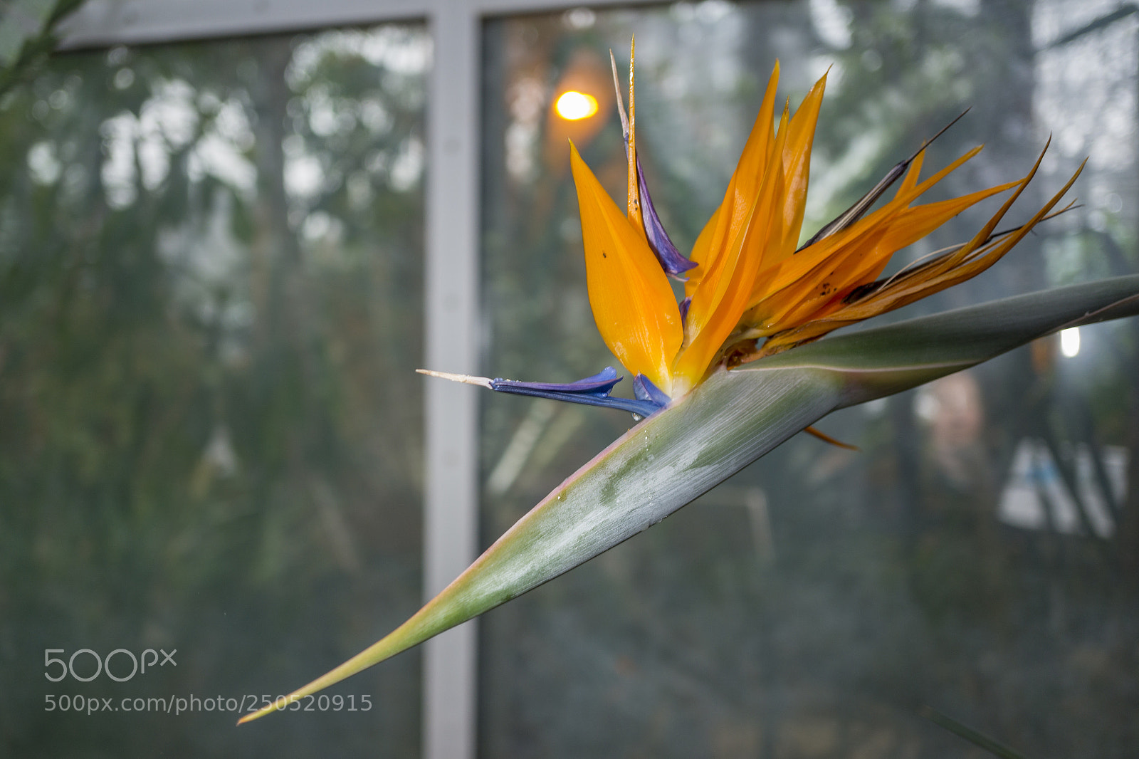 Sony Alpha NEX-7 sample photo. Palmengarten frankfurt-am-main photography