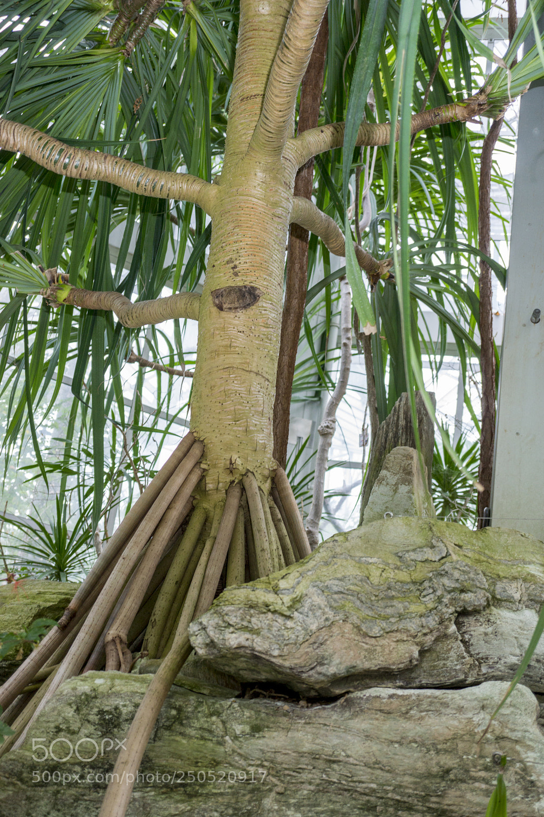 Sony Alpha NEX-7 sample photo. Palmengarten frankfurt-am-main photography