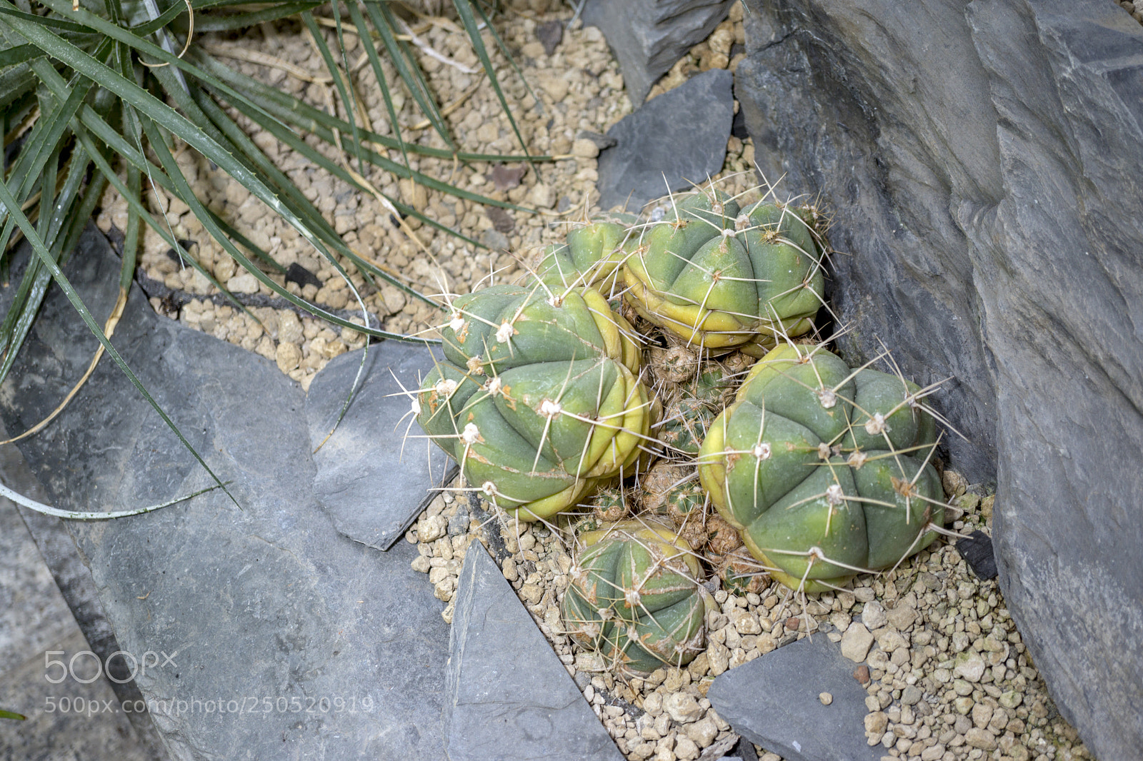 Sony Alpha NEX-7 sample photo. Palmengarten frankfurt-am-main photography