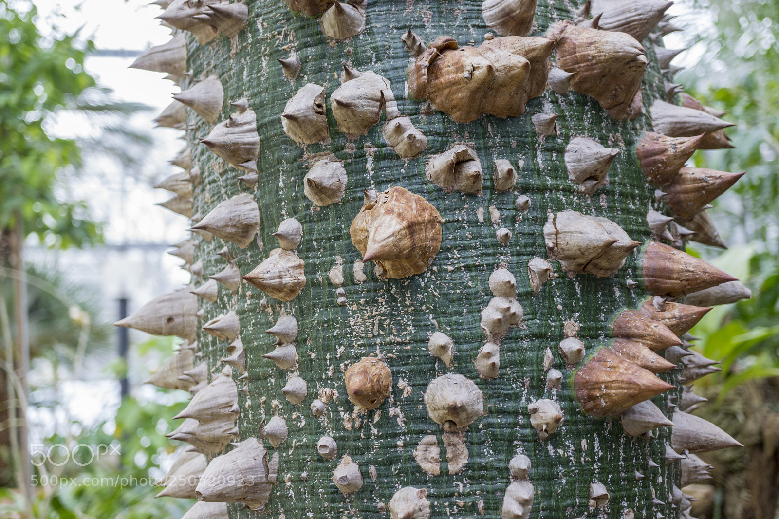 Sony Alpha NEX-7 sample photo. Palmengarten frankfurt-am-main photography