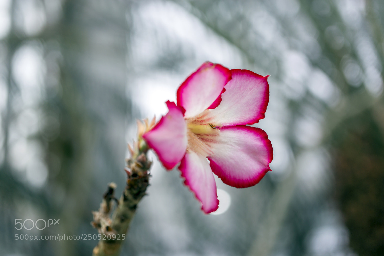 Sony Alpha NEX-7 sample photo. Palmengarten frankfurt-am-main photography