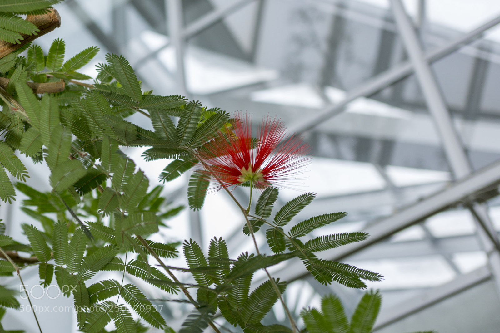 Sony Alpha NEX-7 sample photo. Palmengarten frankfurt-am-main photography