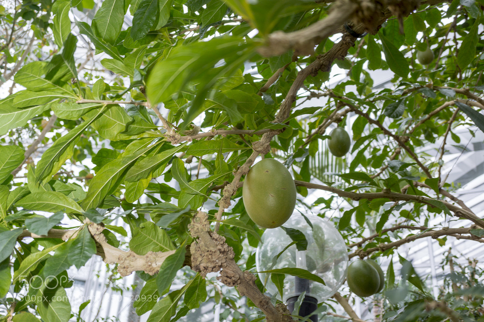 Sony Alpha NEX-7 sample photo. Palmengarten frankfurt-am-main photography