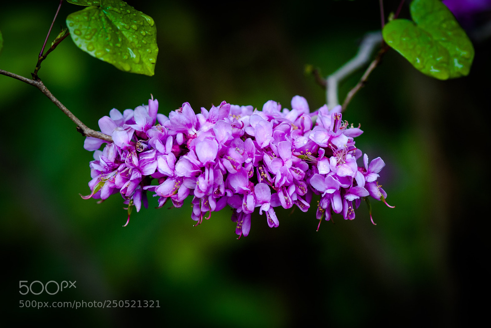 Sony Alpha DSLR-A200 sample photo. Untitled photography