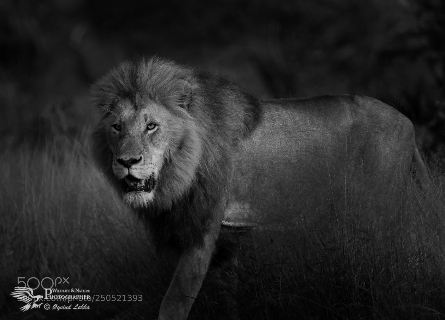 Canon EOS-1D X Mark II sample photo. The king in black photography