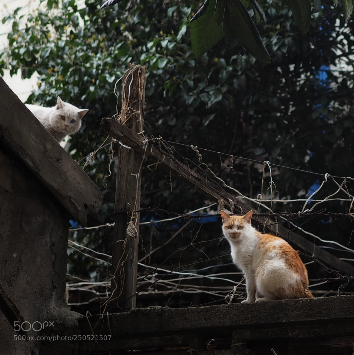 Olympus OM-D E-M10 sample photo. Look photography