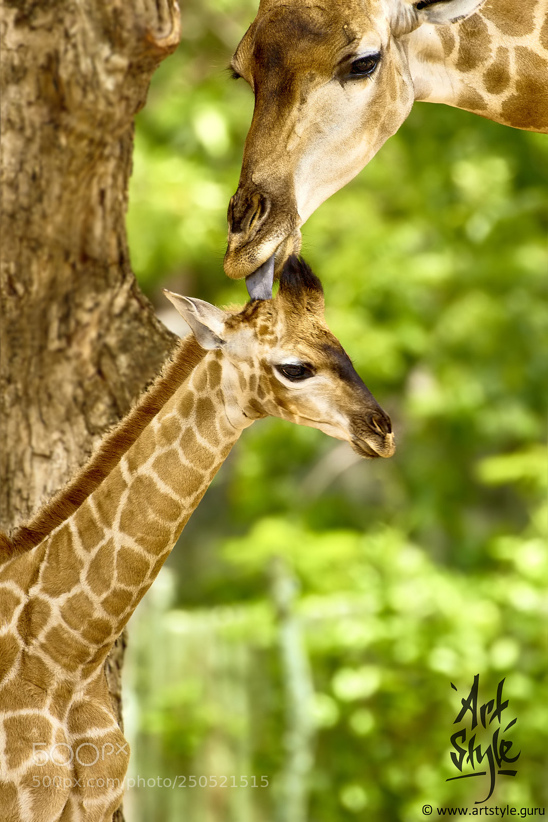 Canon EOS 7D Mark II sample photo. South african giraffe baby photography