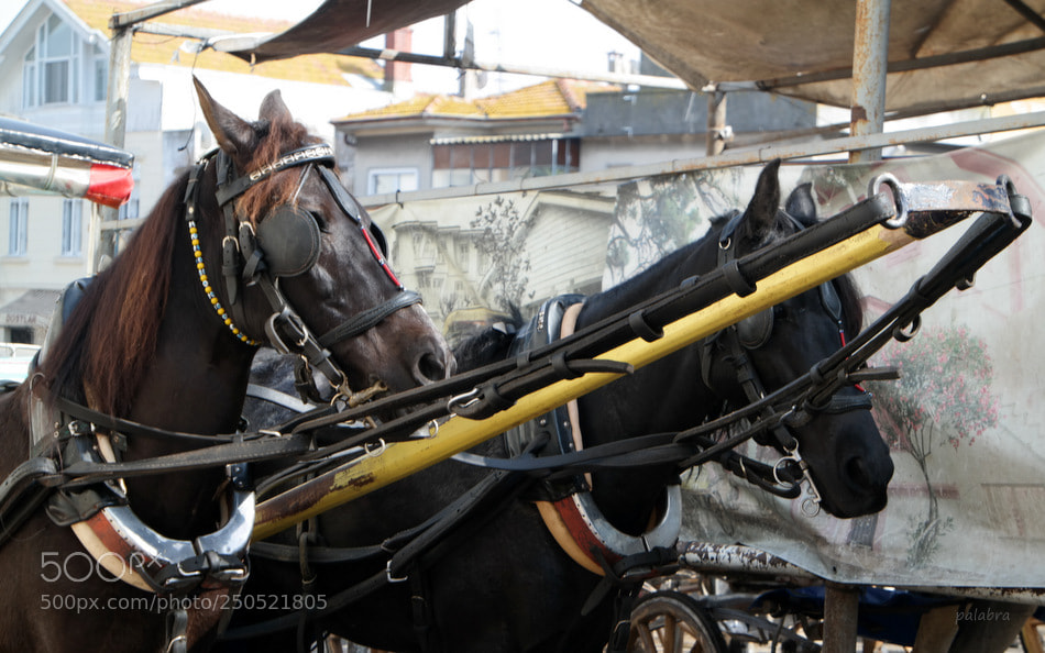 Samsung NX30 sample photo. ... photography