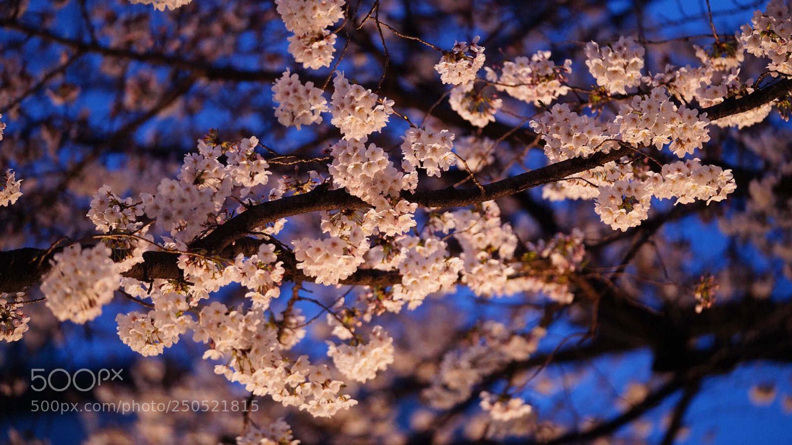 Sony a7R III sample photo. Untitled photography