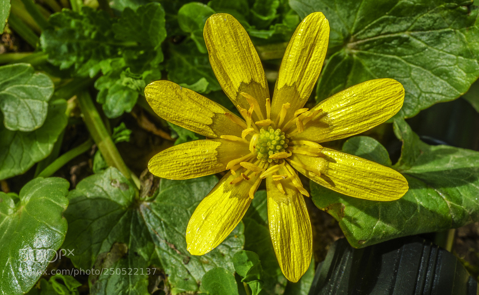 Sony a6300 sample photo. Ranunculus repens d n photography