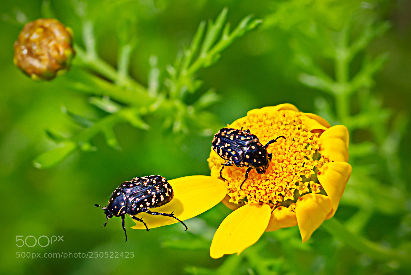 Olympus OM-D E-M10 II sample photo. Beetles in nature photography