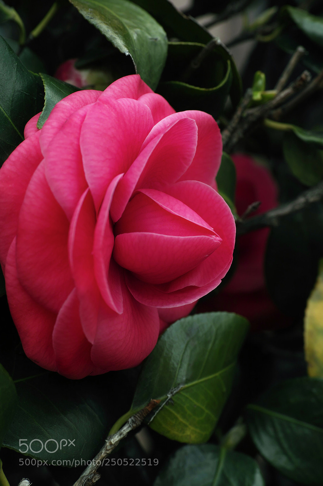 Sigma DP3 Merrill sample photo. Tsubaki photography