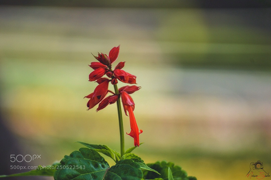 Nikon D3100 sample photo. Untitled photography