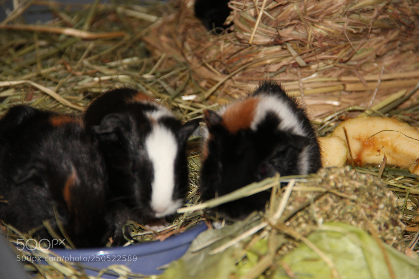 Canon EF-S 18-135mm F3.5-5.6 IS sample photo. Pet 10 photography