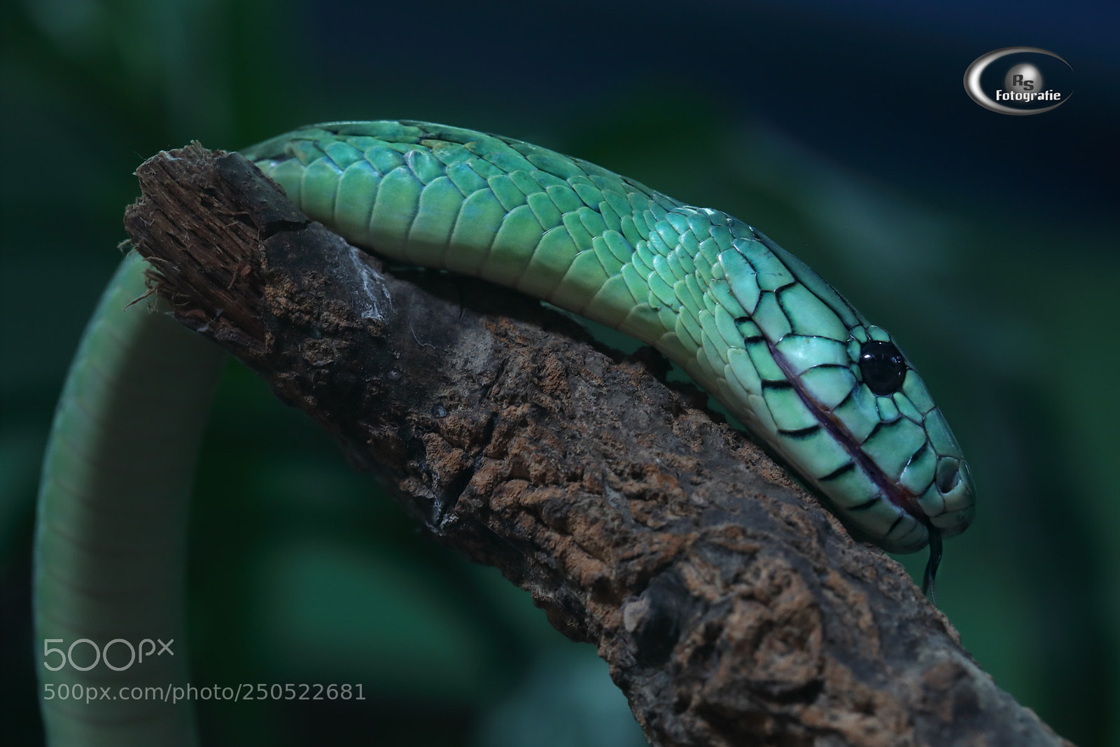 Canon EOS 5D Mark IV sample photo. Green mamba photography