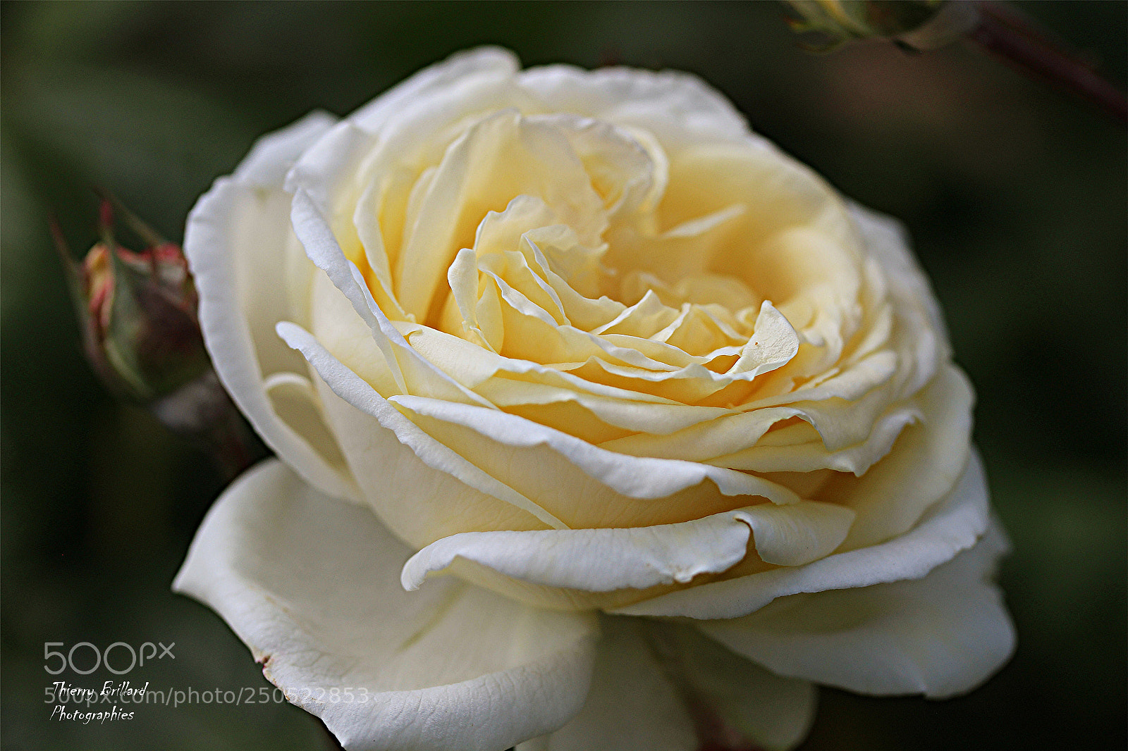 Canon EOS 600D (Rebel EOS T3i / EOS Kiss X5) sample photo. Rose jaune photography
