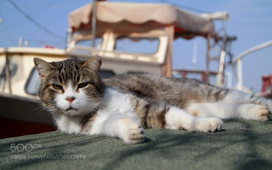 Samsung NX30 sample photo. ... photography