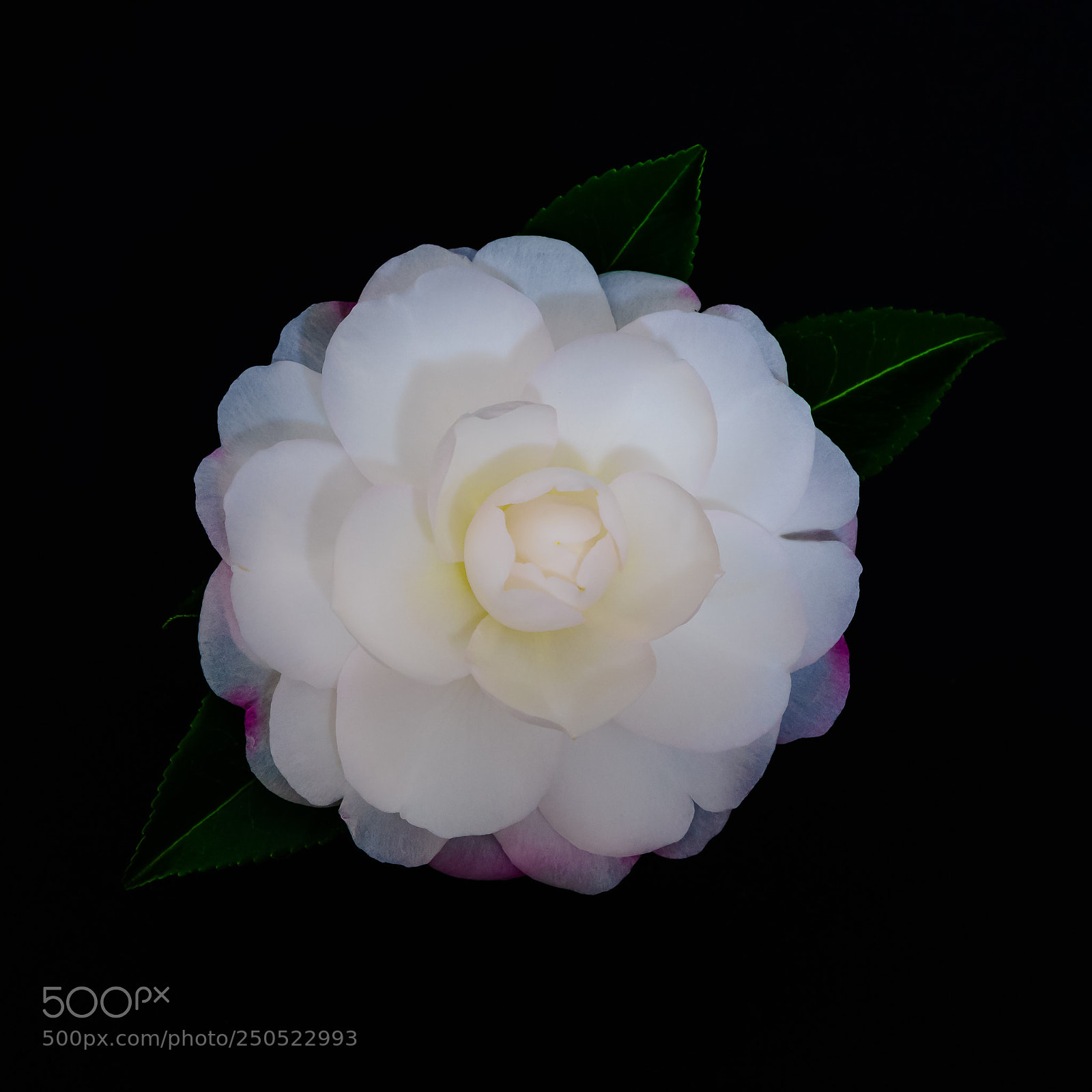 Sony a7R sample photo. Camelia photography