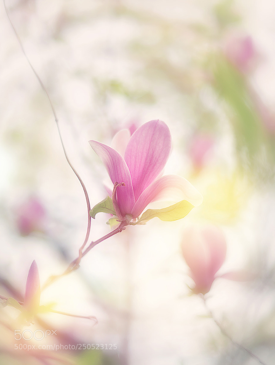 Nikon D810 sample photo. Sentimental mood photography