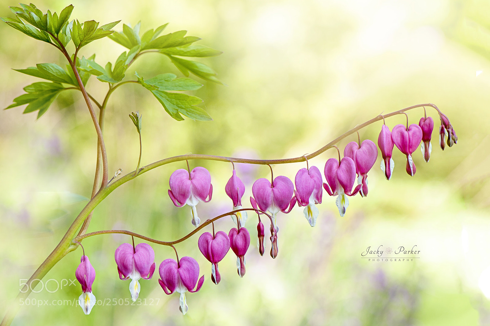 Nikon D700 sample photo. Lamprocapnos spectabilis photography