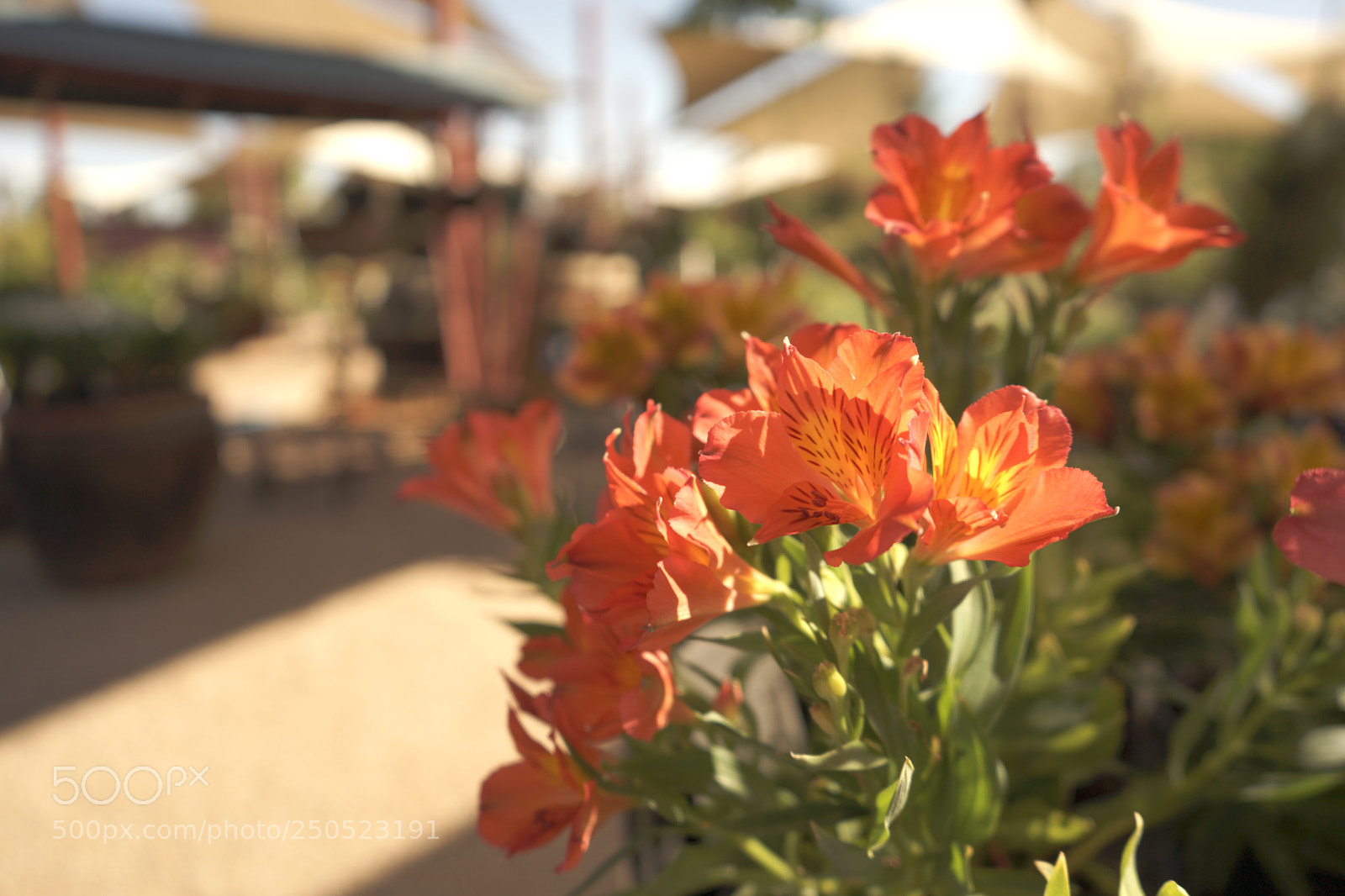 Sony a7 II sample photo. Dsc photography