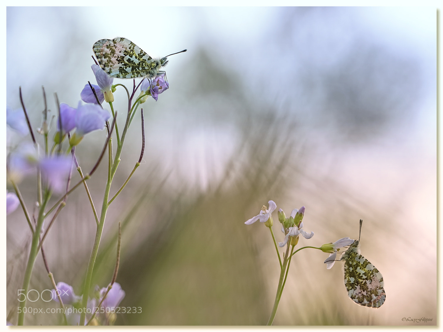 Olympus OM-D E-M1 sample photo. Orange tips... photography