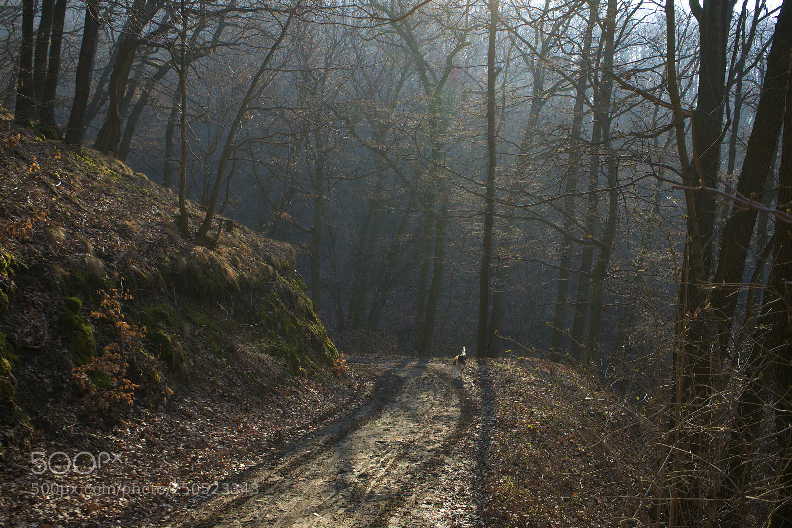 Sony a7 sample photo. Morning in forest photography