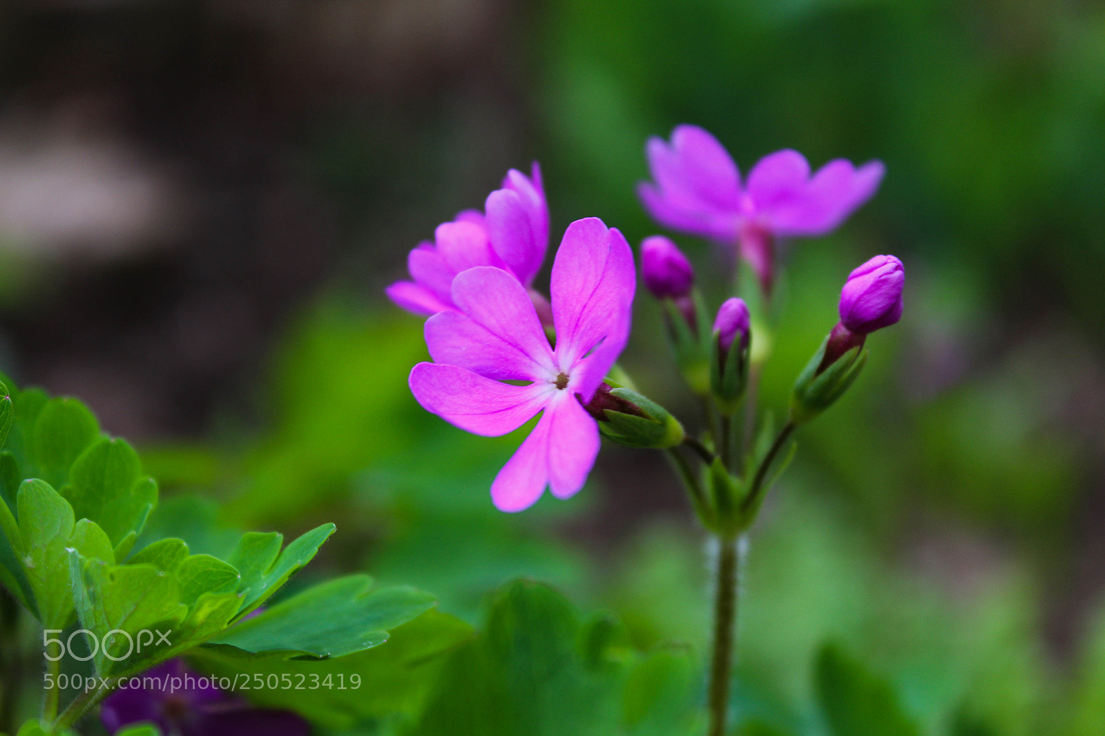 Canon EOS 1200D (EOS Rebel T5 / EOS Kiss X70 / EOS Hi) sample photo. Beautyful flower photography