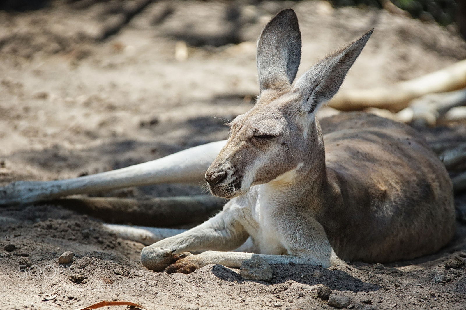 Sony ILCA-77M2 sample photo. Red kangaroo, macropus rufus photography
