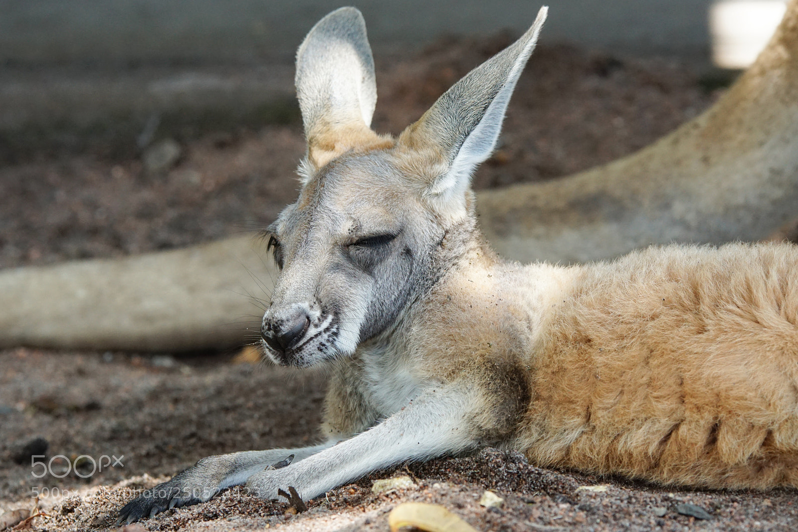 Sony ILCA-77M2 sample photo. Red kangaroo, macropus rufus photography