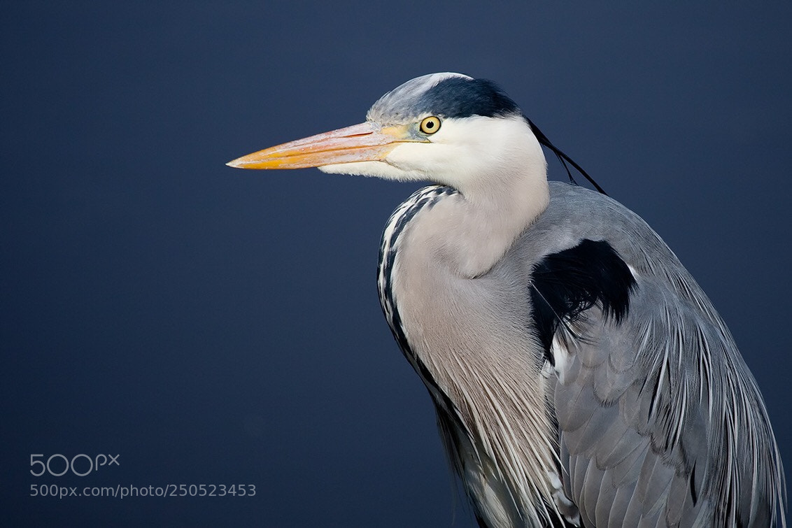 Canon EOS 5D Mark II sample photo. A blue heron photography