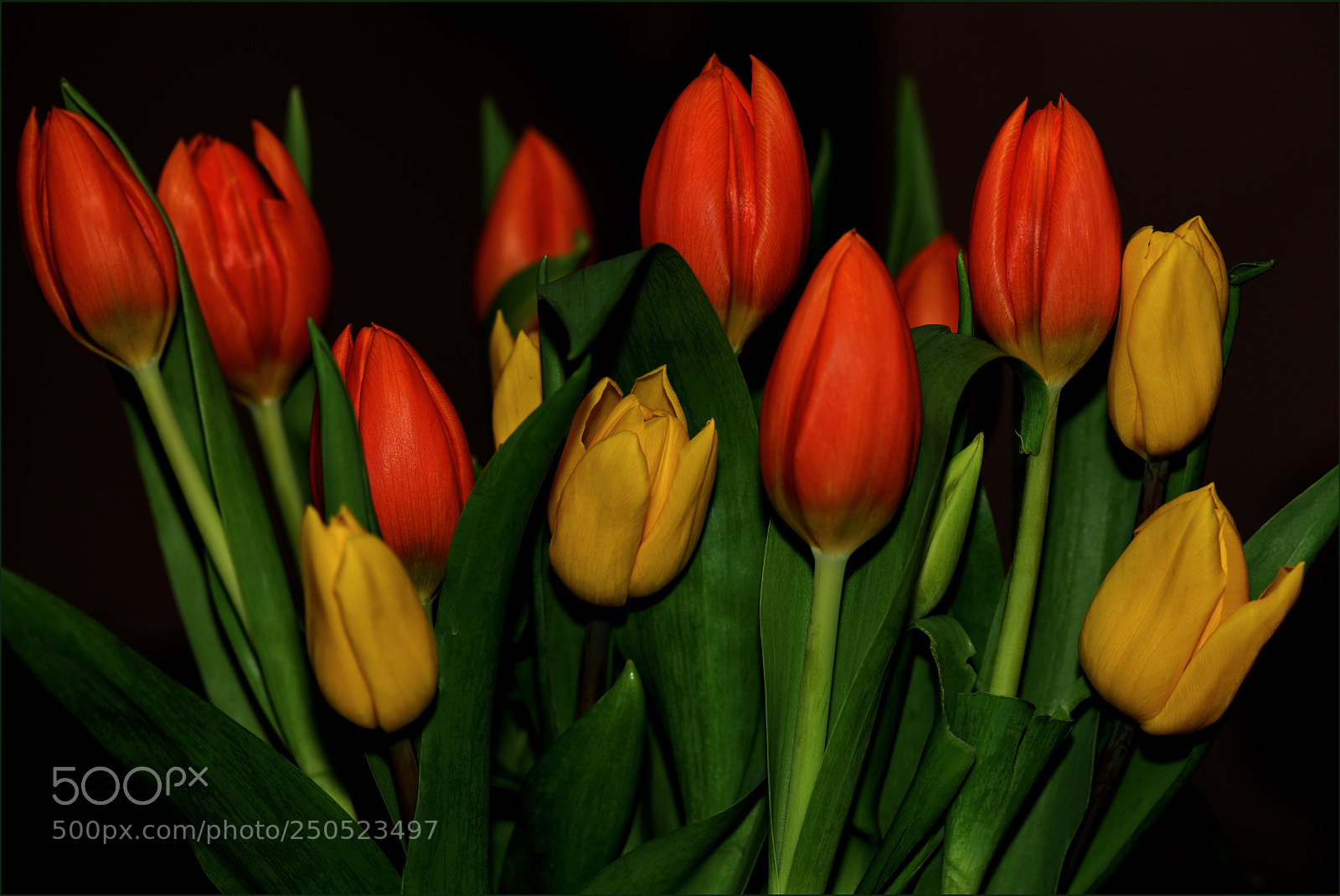 Nikon D610 sample photo. Untitled photography
