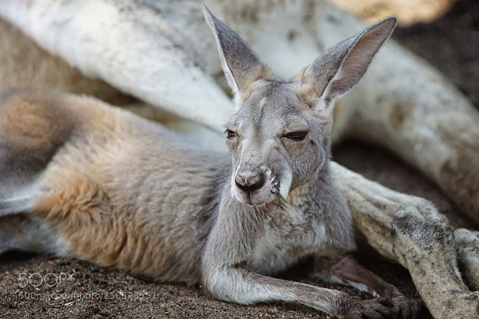 Sony ILCA-77M2 sample photo. Red kangaroo, macropus rufus photography