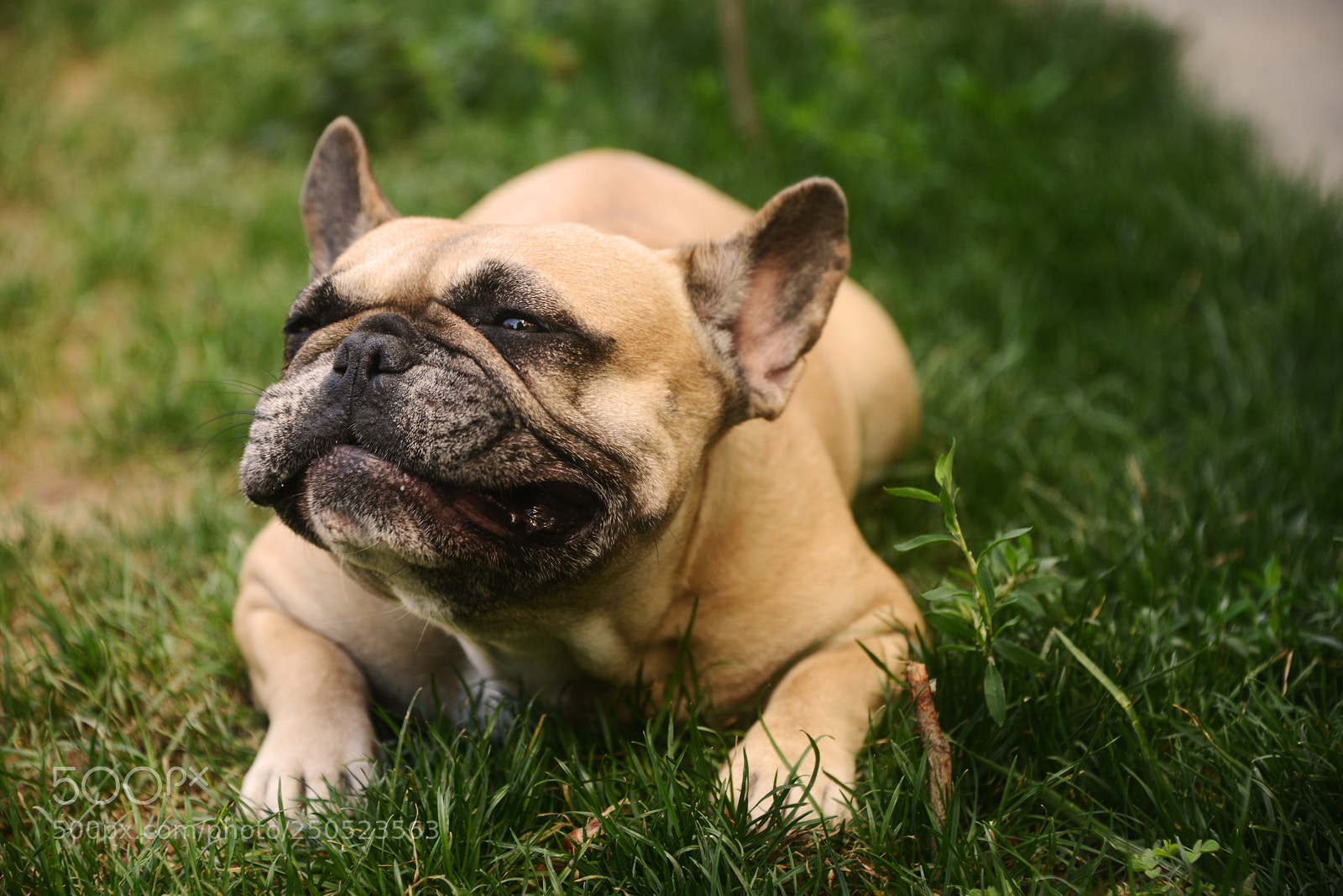 Nikon D800 sample photo. French bulldog photography