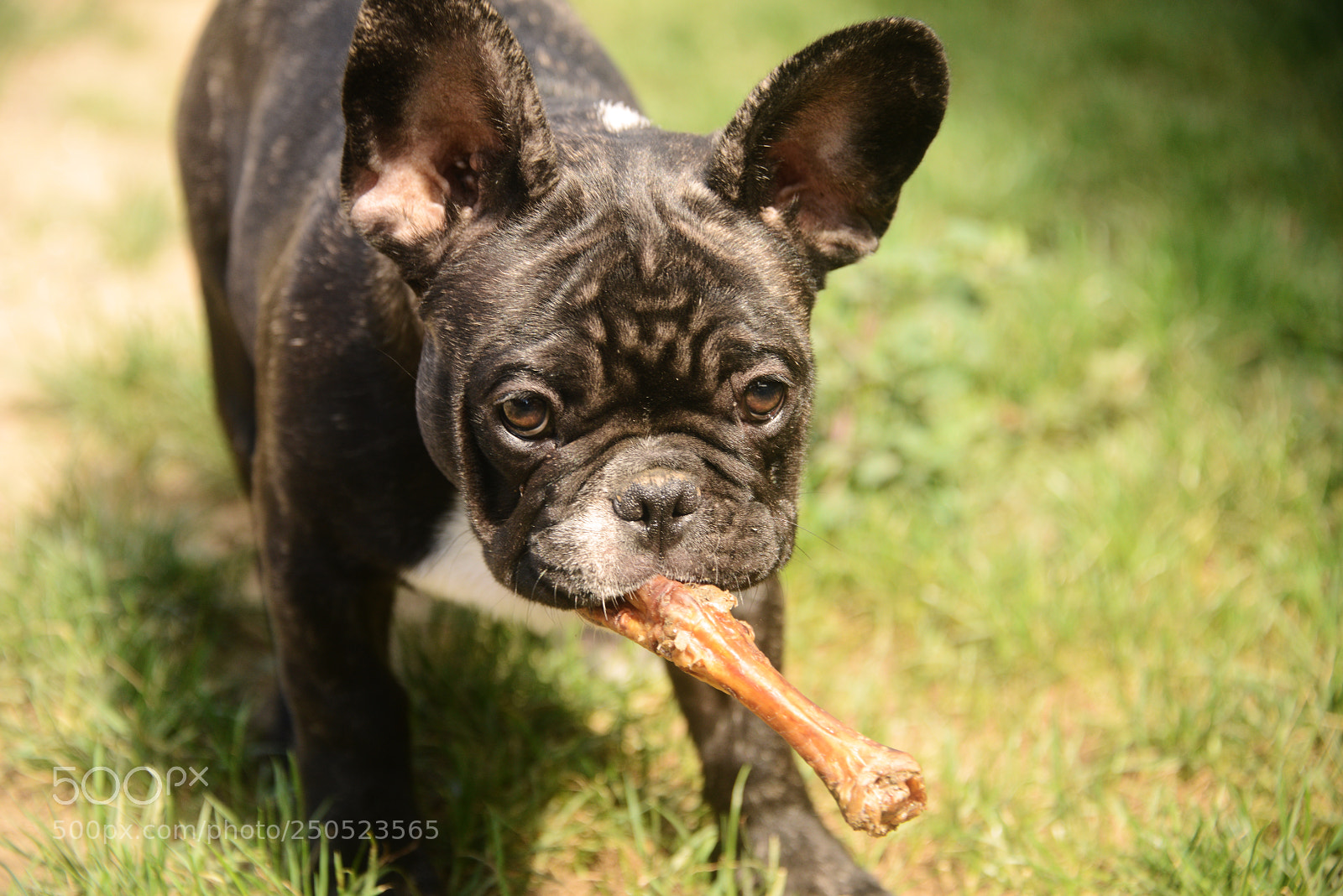 Nikon D800 sample photo. French bulldog puppy photography