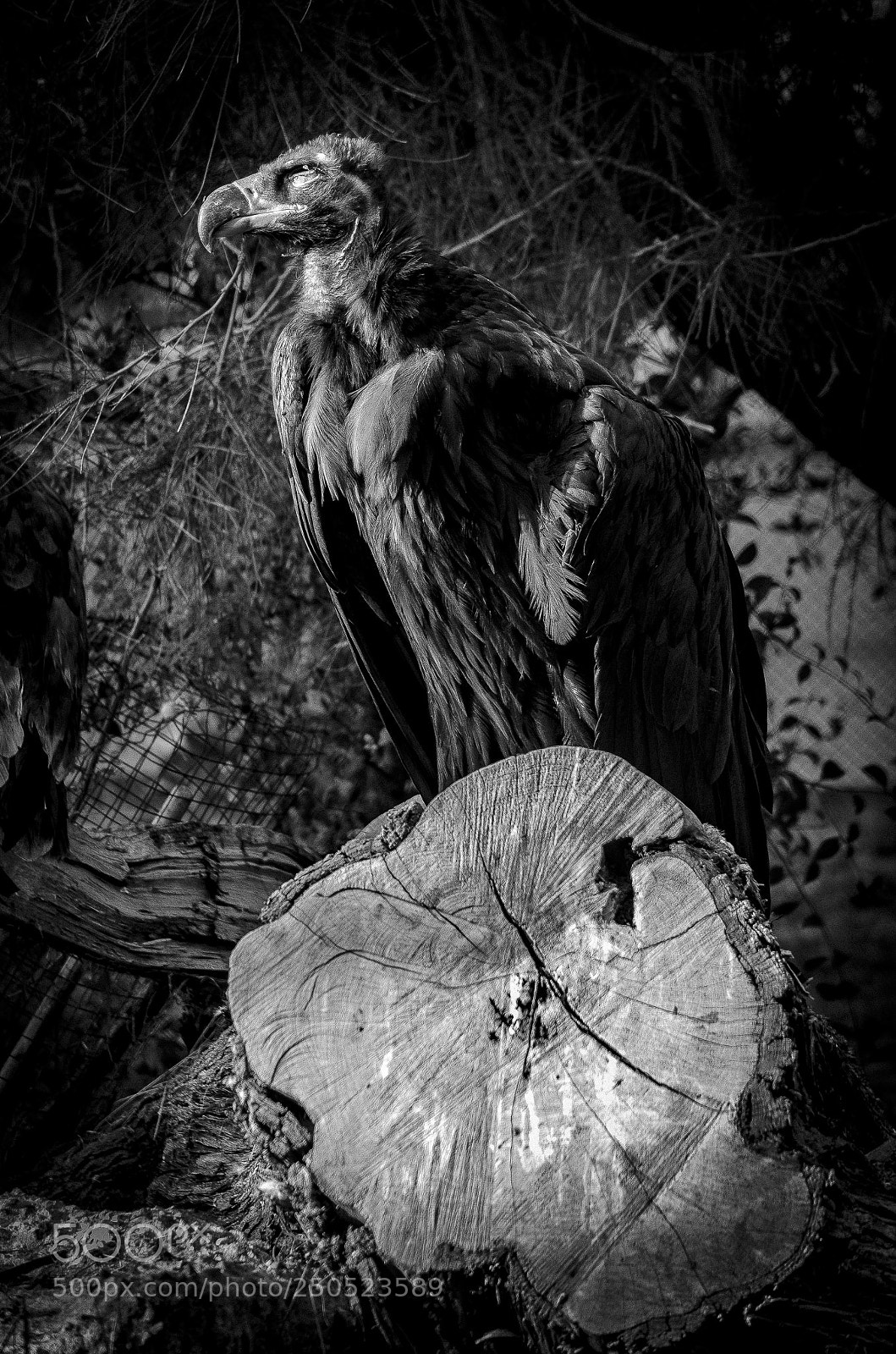 Nikon D5100 sample photo. Gymnogyps californianus photography